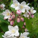 Deutzia discolor